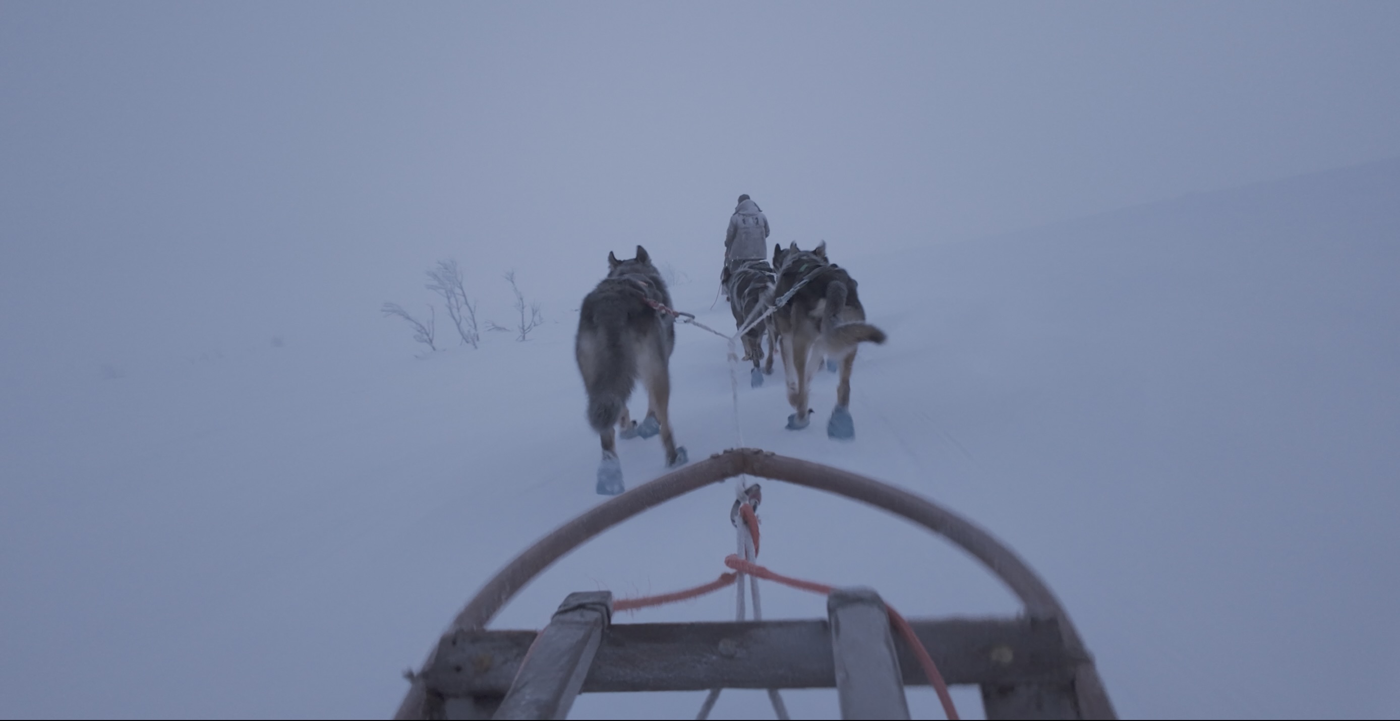 Running with the Dogs